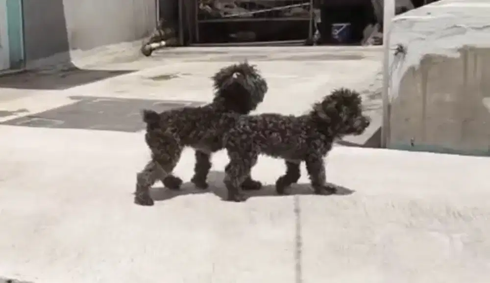 2 Female Poodle Stambum