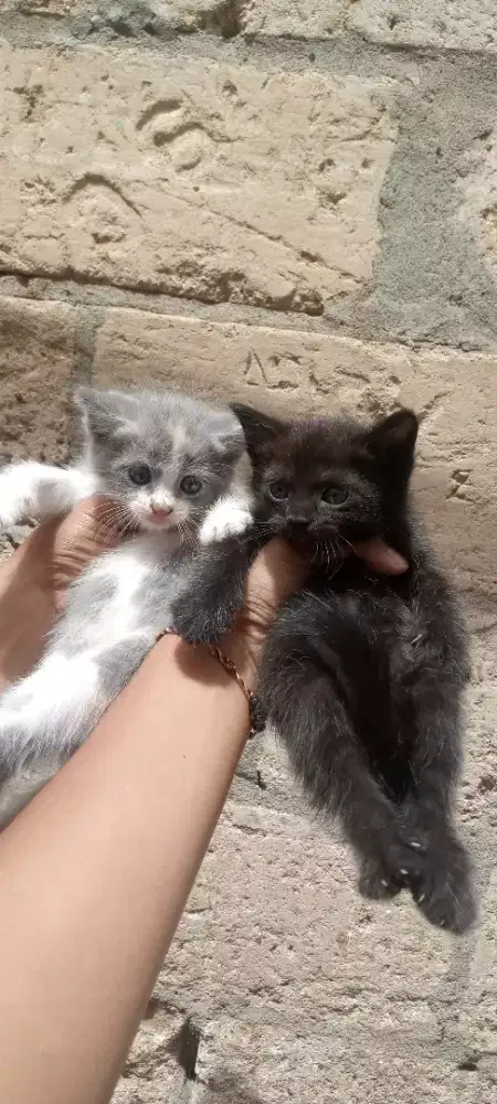 kitten persia 2 bulan sepasang