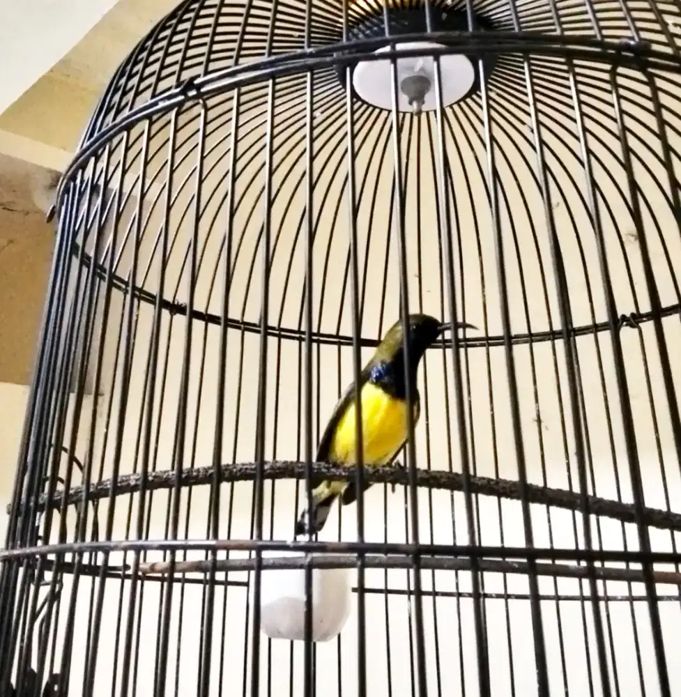 Di Jual burung konin