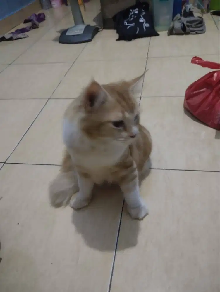 Kucing Persia jantan usia 11 bulan