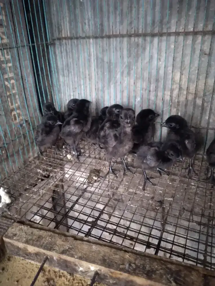 Ayam cemani lidah hitam