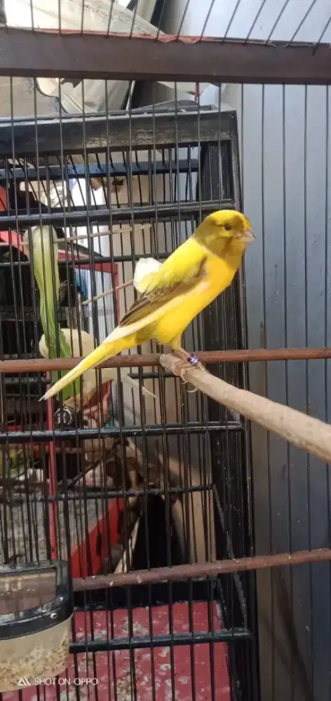 F1 Ys big size postur