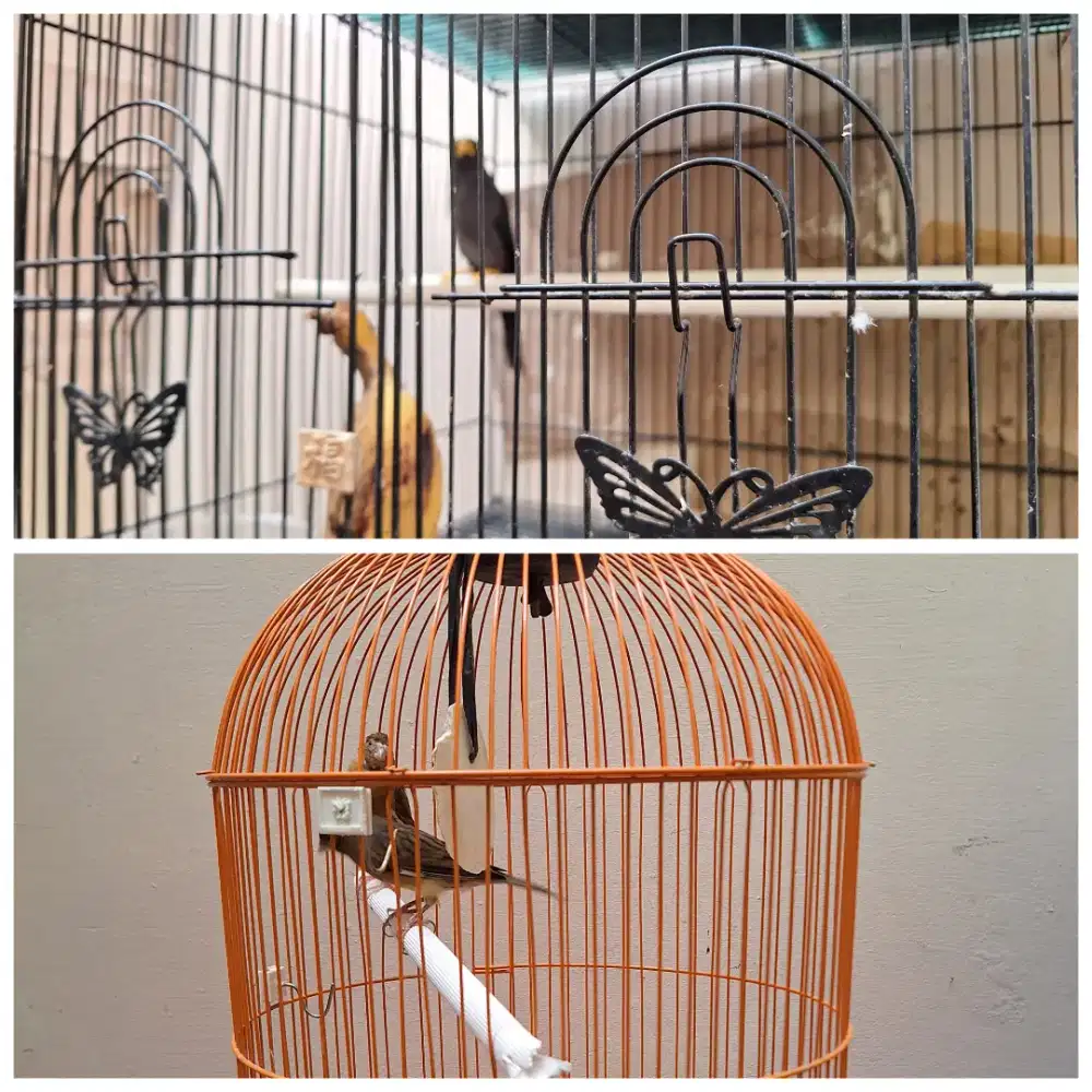 Jual Murmer Cepat Borongan jalak rio2 dan kenari 1pasang fulset.