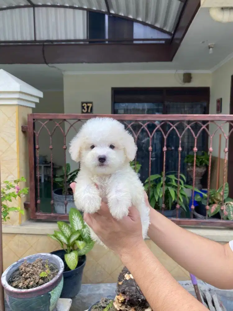 Toy poodle jantan vaksin