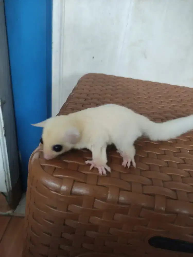 Sugar Glider Sepasang