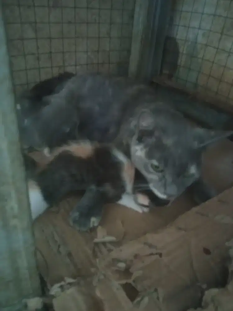 British shorthair borongan