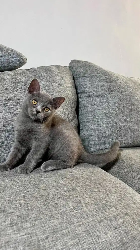 anak kucing scotish british shorthair murah