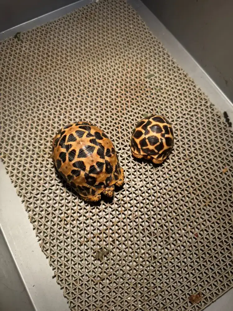 Kura Kura Indian Star