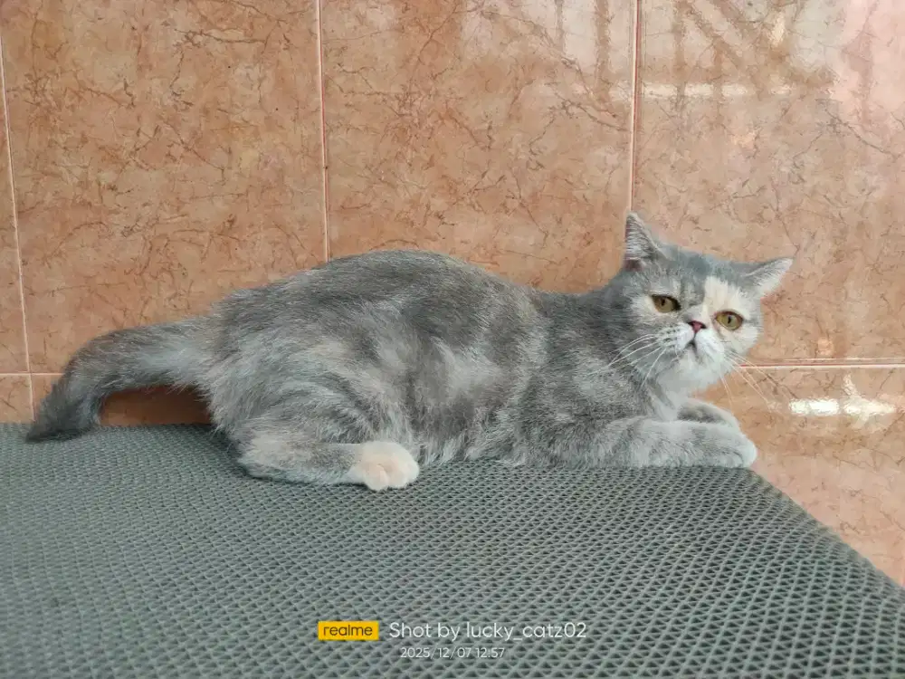 Kucing exotic peaknose betina