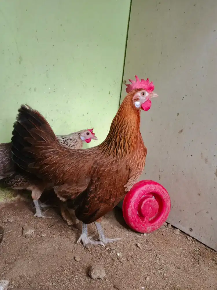 Betina ayam hutan merah produksi