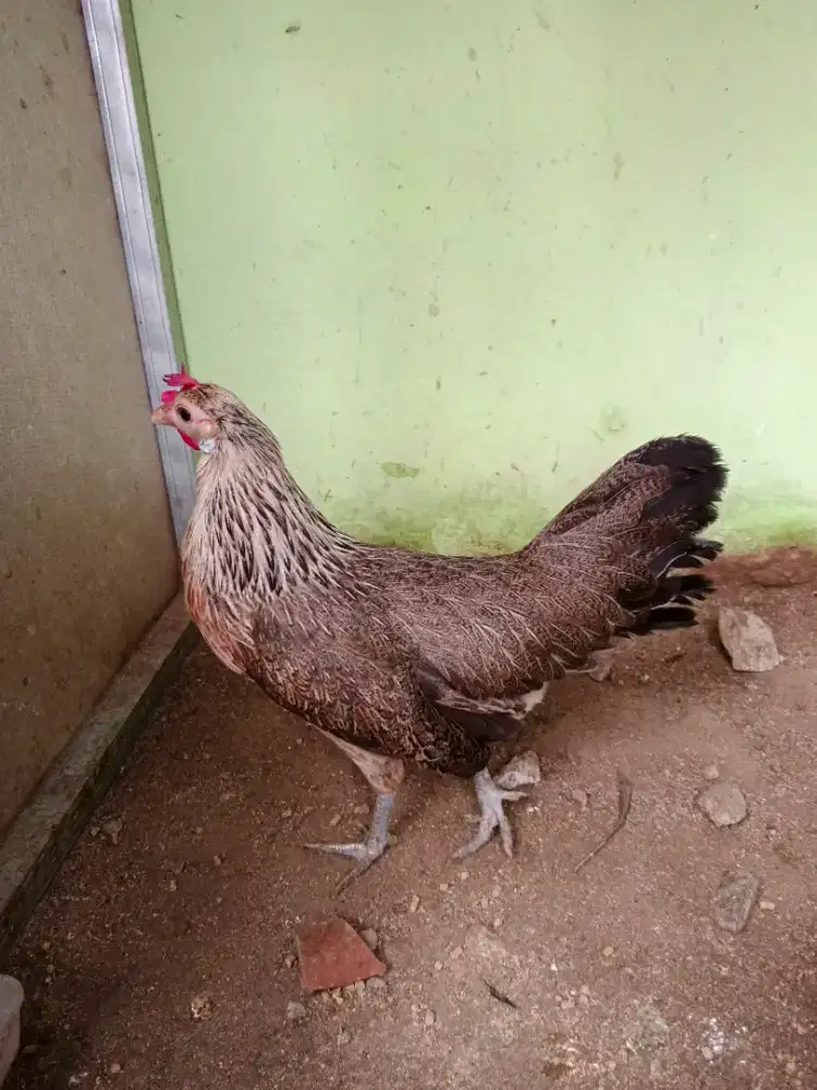 Betina ayam hutan sumatra ( jalak )