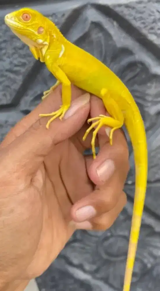 Iguana albino baby