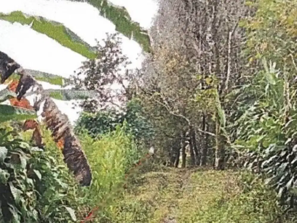 DIJUAL 1 BIDANG TANAH LUAS 1.900 M2 DI KABUPATEN BULELENG