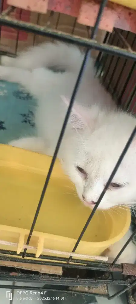 Adopsi kucing persia