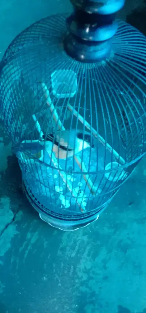 Jual burung Pentet jatim