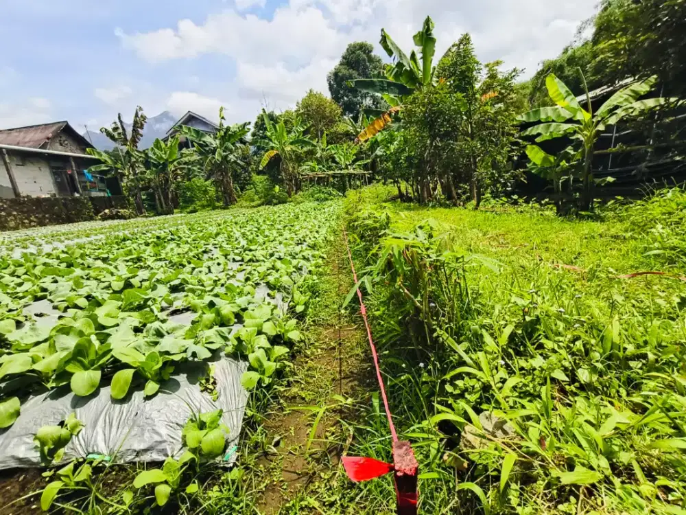 Dijual Tanah Pekarangan sangat murah