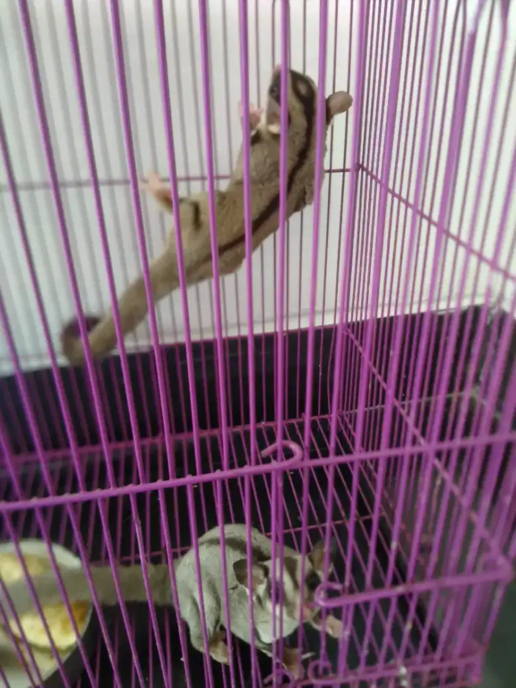 Sugar glaider sepasang