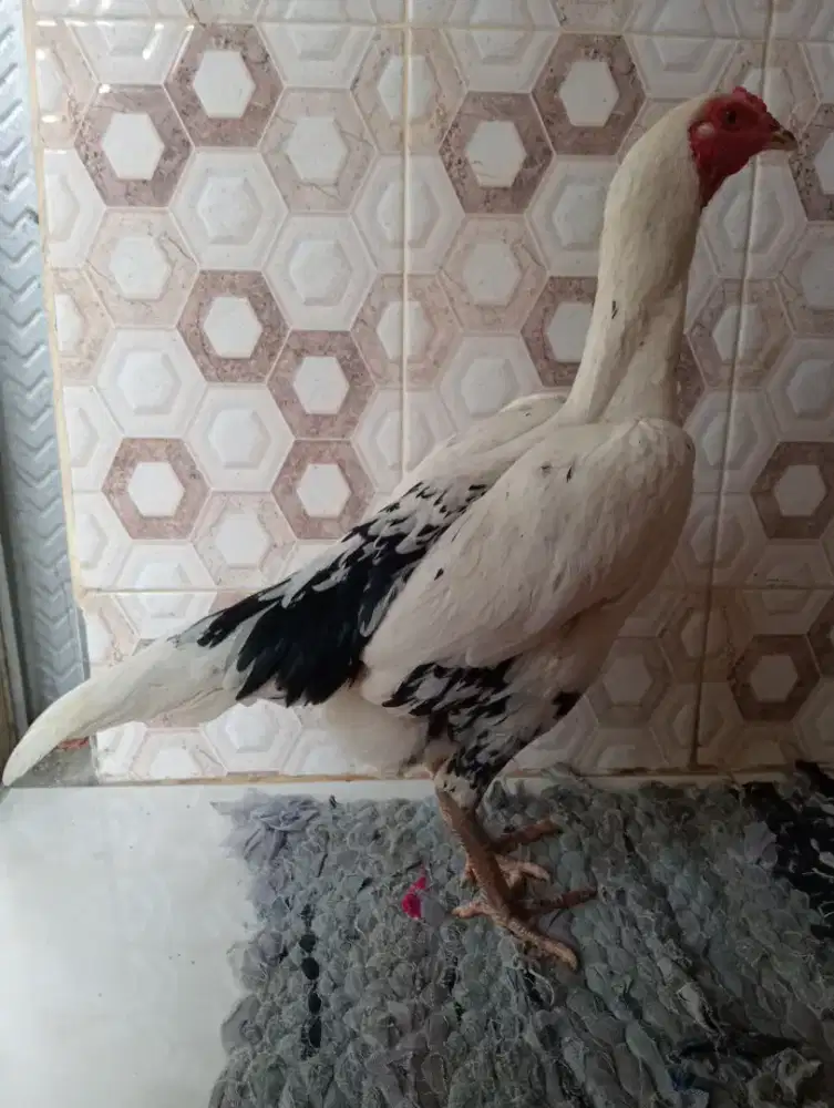 Ayam Betina body jumbo long