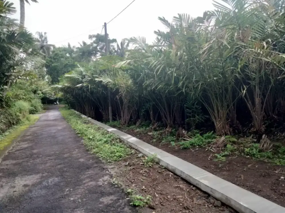 Dijual Tanah Sawah Di Dekat Agrowisata Bangunkerto Turi Sleman