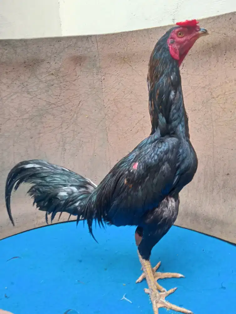 Ayam koytrad Silangan Mangon main ngalung lengket