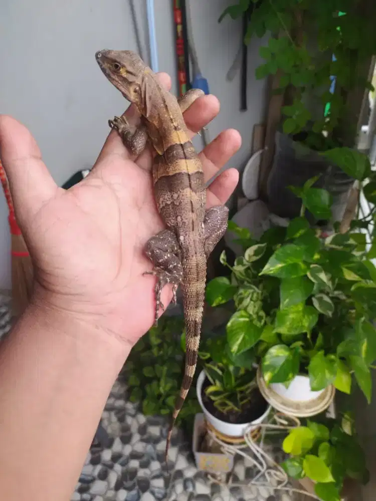 Iguana similis / black spiny tailed