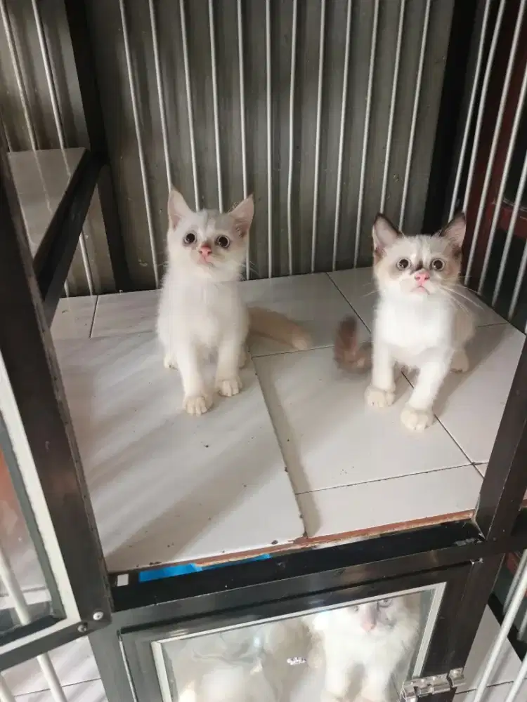 Persia betina 3 bulan