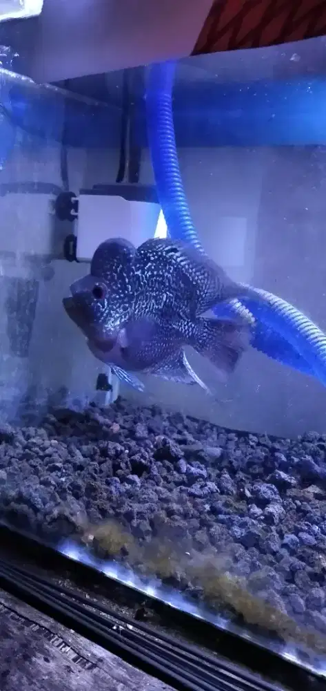 Ikan lohan srd betina