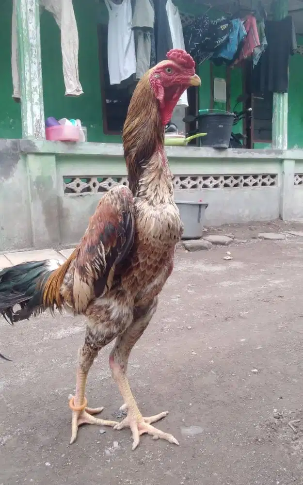Anakan Shamo 1 bln ORI Ayam Shamo Eropa