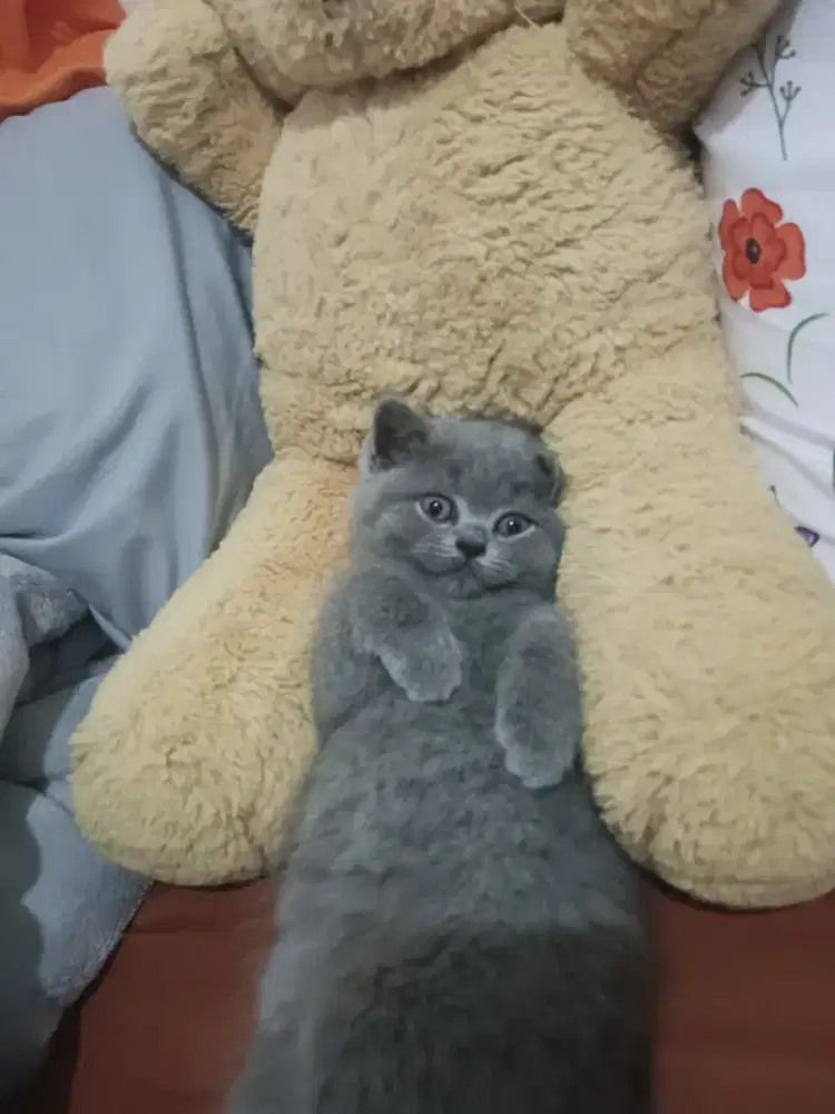 BSH munchin NS betina