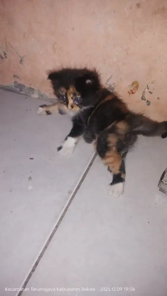 Jual Kucing Kitten