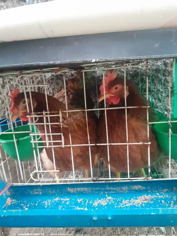 Ayam Petelur Sudah Mulai Bertelur