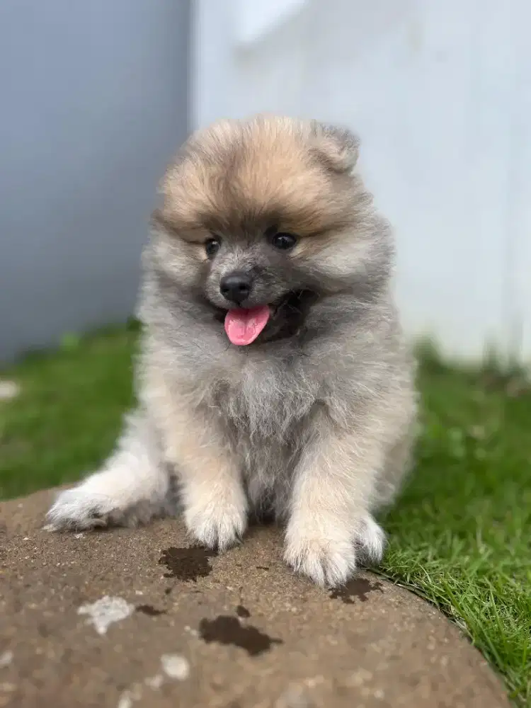 Minipom jantan kosongan