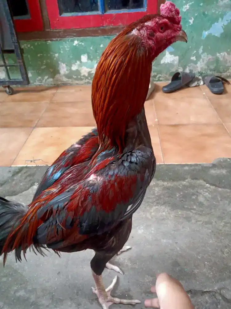 Ayam bangkok x mangon