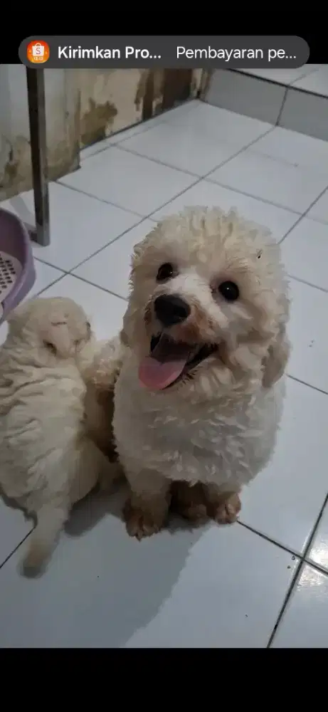 Mini bichon Frise