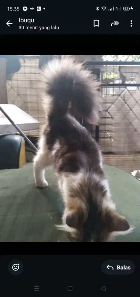 Persia buntut lebat banget kaki pendek