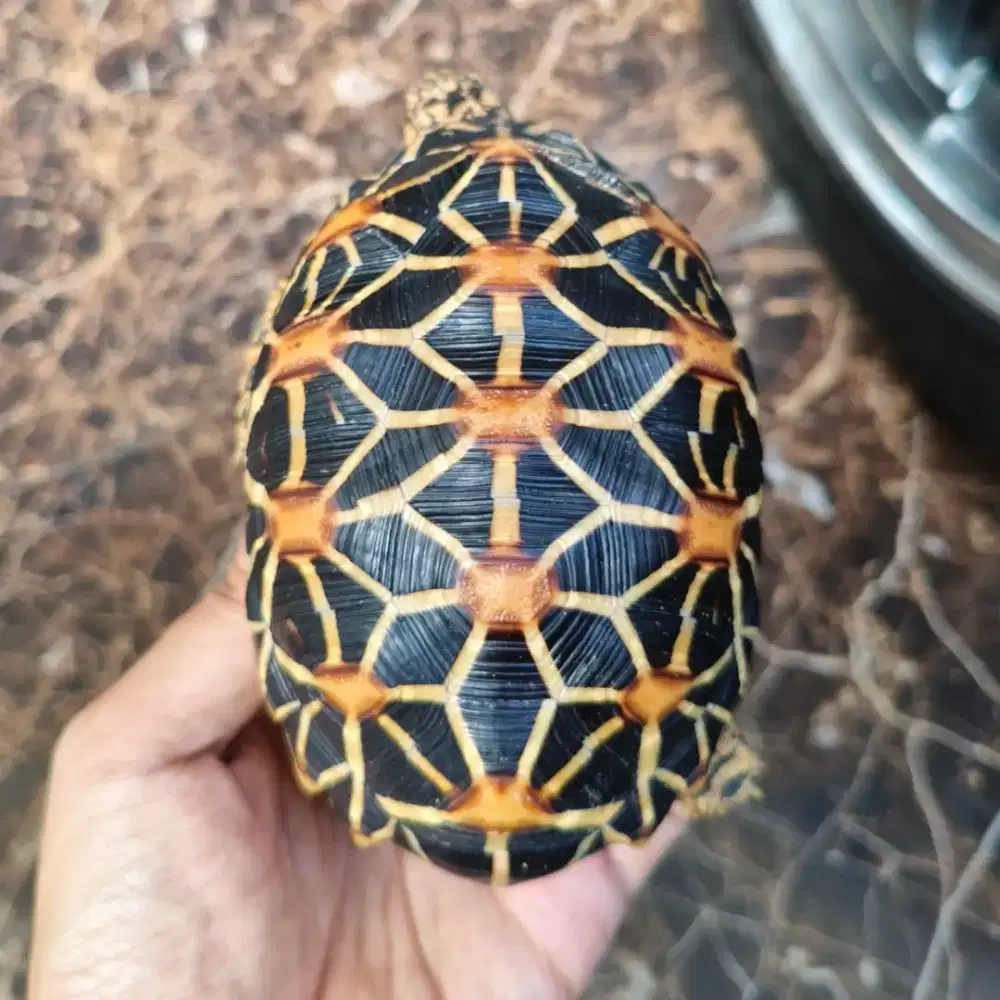 Indian star istar 12,3 line nyambung sulcata