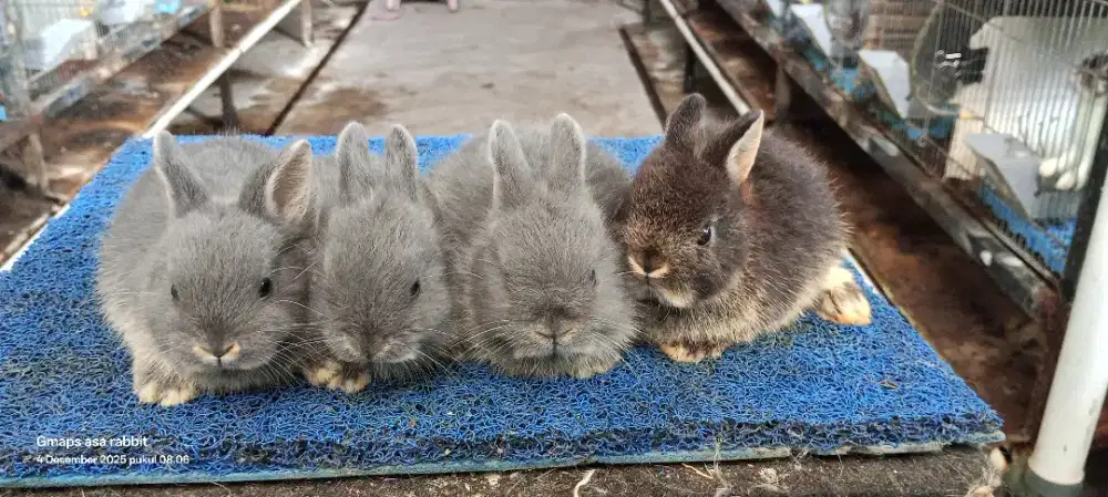 Kelinci hias Nd