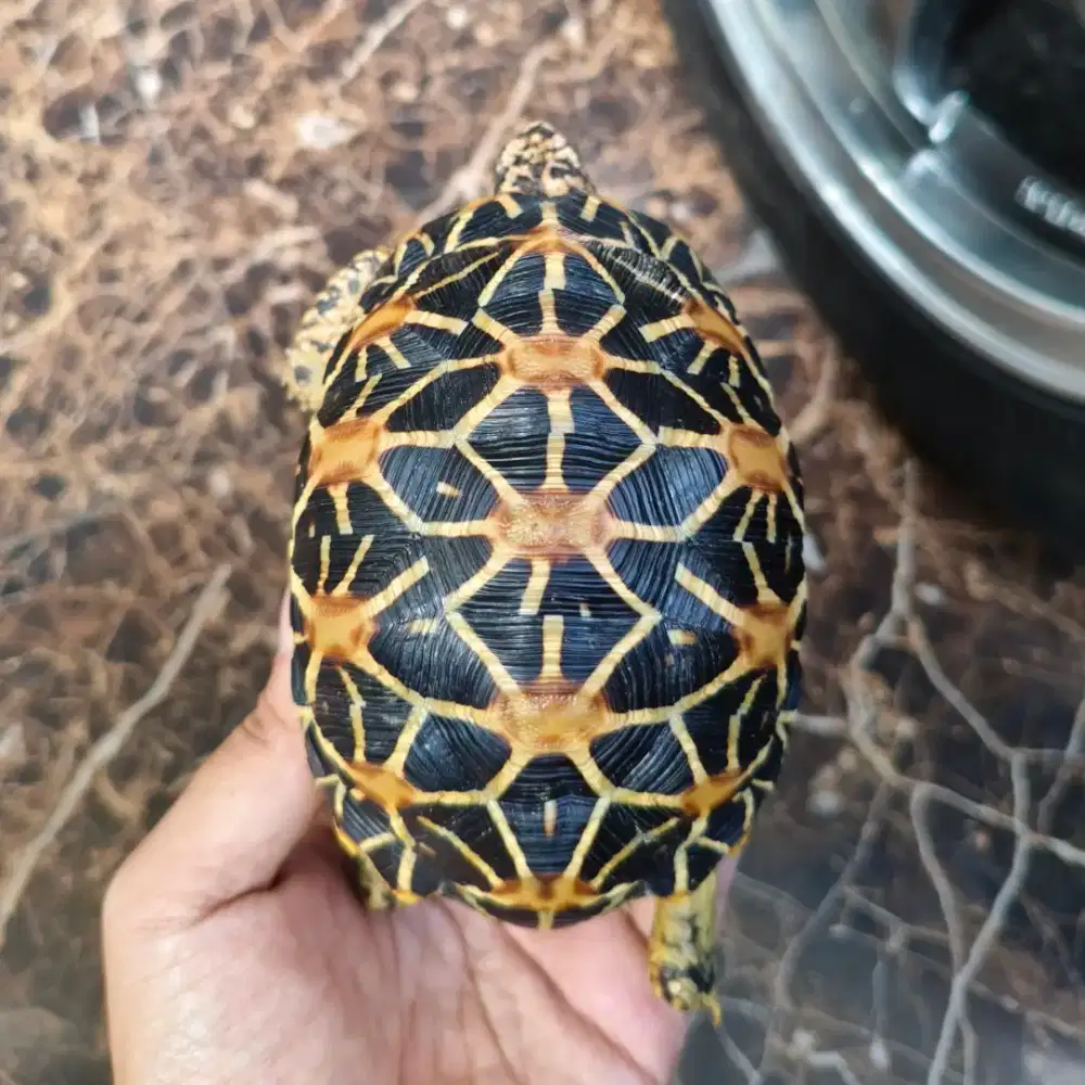 Indian star istar 11,6cm high yellow sulcata