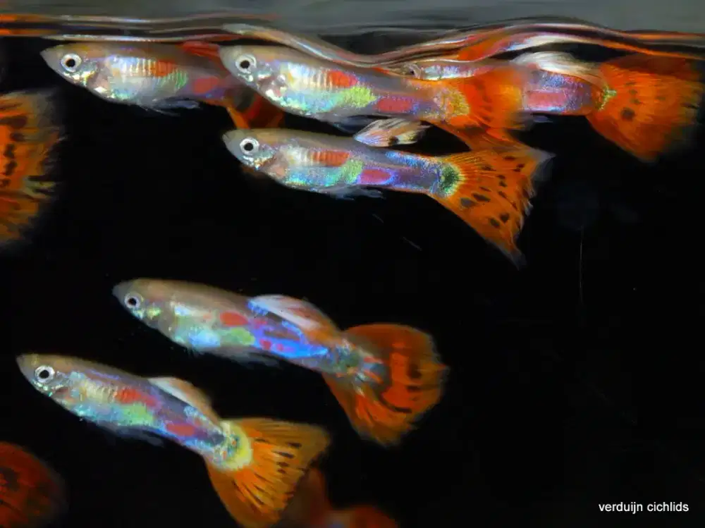 ikan guppy pigeon blood