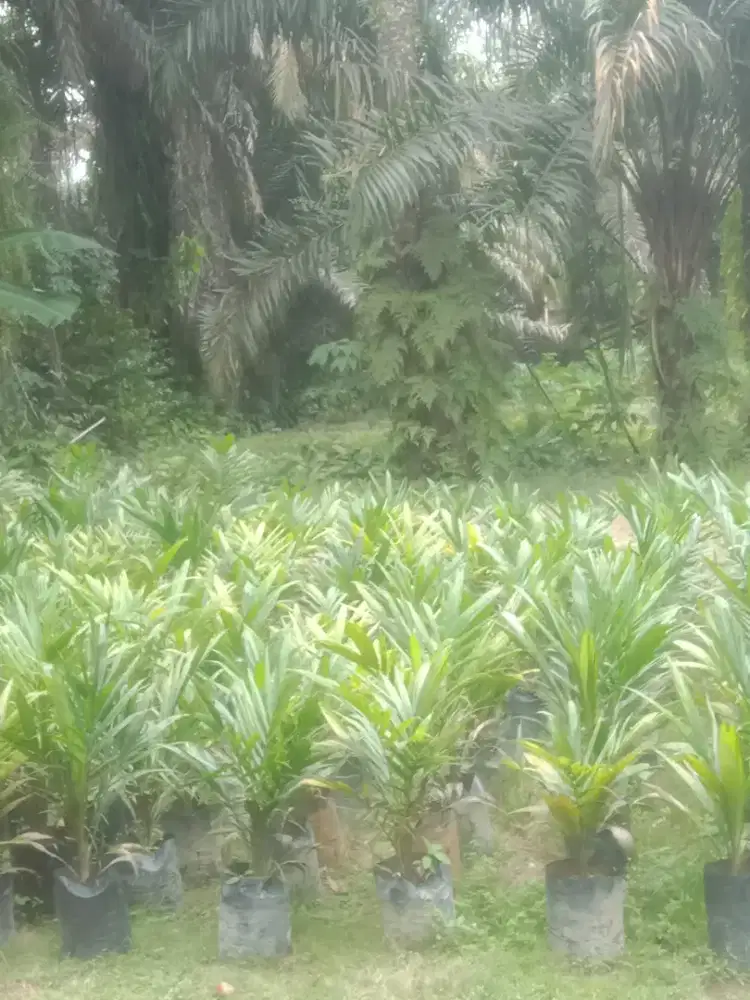 Ready bibit sawit umur 10 BLN minat cht