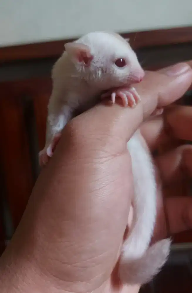 Sugar glider creamoz jantan 1 bulan