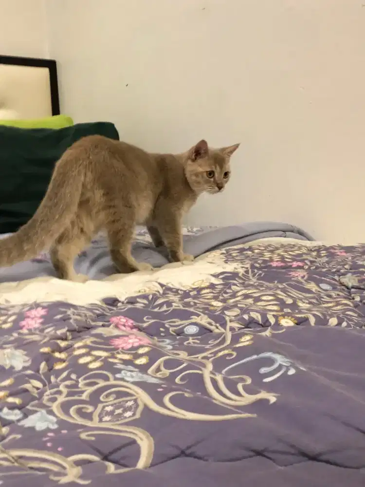 Pure BSH Lilac Jantan