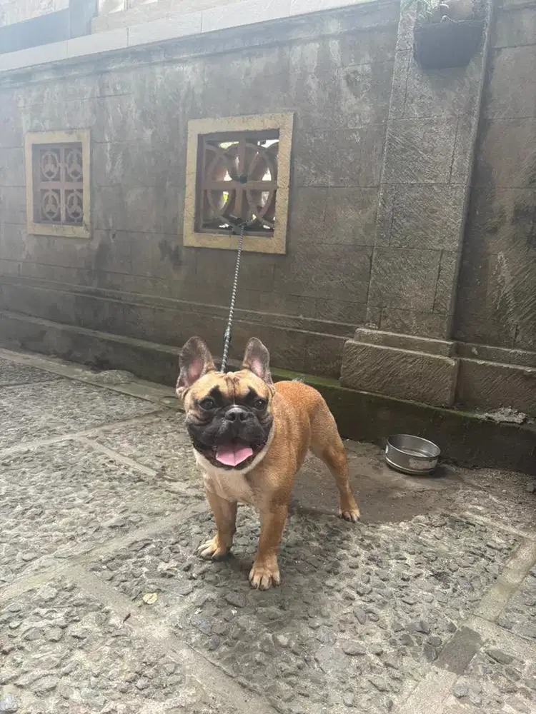 French Bulldog Warna Fawn