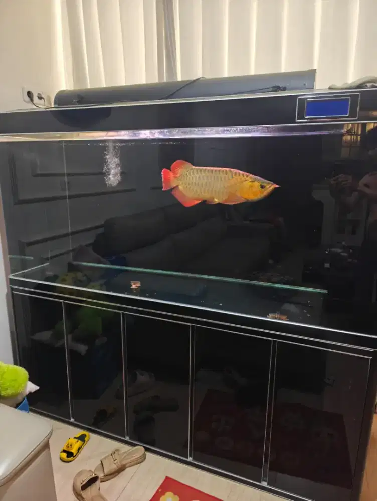 Dijual aquarium besar beli di ace hardware plus 2 Arwana super red