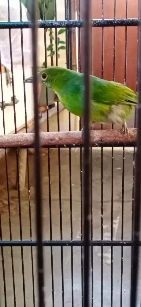 Burung murai daun betina