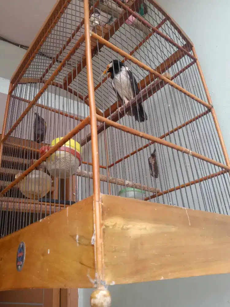 Burung jalak suren malaysia berisik