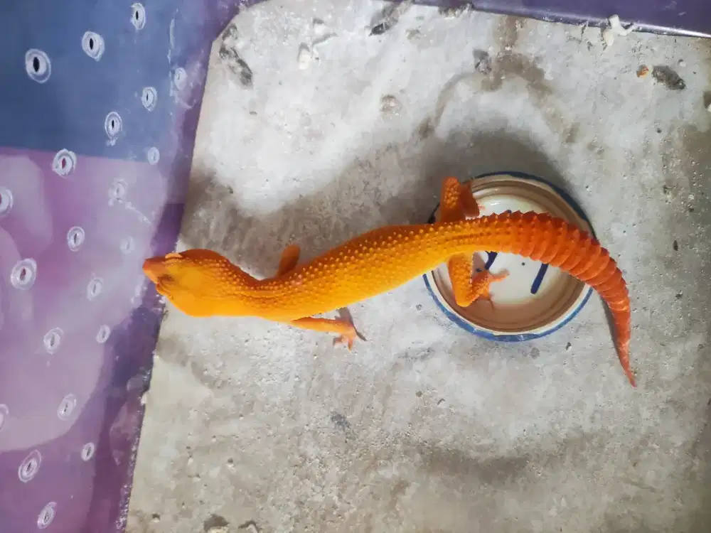 Gecko orange warna cerah data beli beti