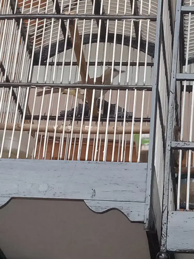 Burung crucuk kebo rajin