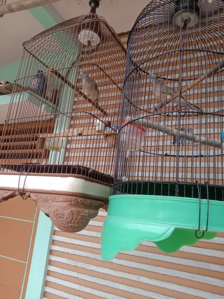 Burung perkutut lokal dh rajin smua jantan