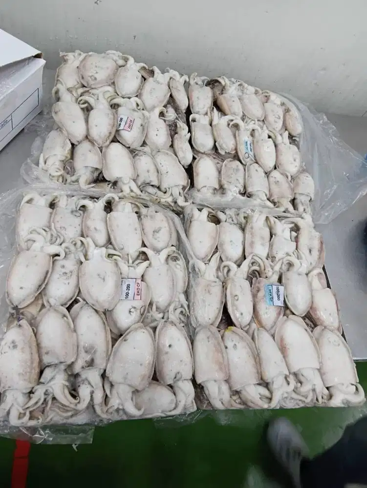 Dicari QC Inspector Sotong dan Cumi